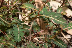 Phyllanthus urinaria hookeri