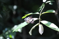 Amauris ochlea ochlea