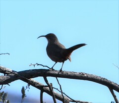 Toxostoma crissale