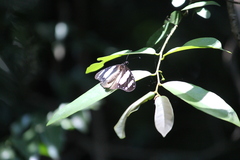 Amauris ochlea ochlea