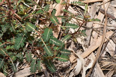 Phyllanthus urinaria hookeri