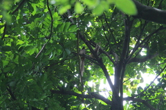 Colius striatus minor