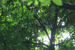 Colius striatus minor