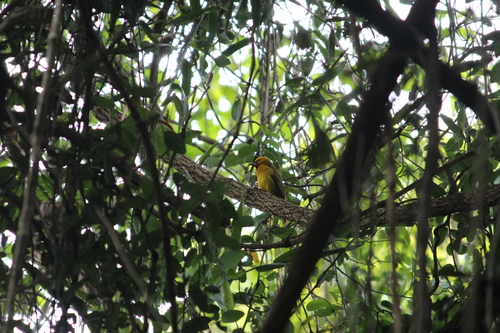 Spectacled Weaver (Ploceus ocularis), photo 7