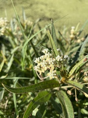 Asclepias mellodora