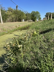 Asclepias mellodora