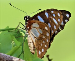 Graphium leonidas
