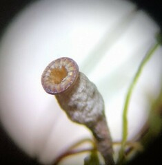 Ptychostomum imbricatulum