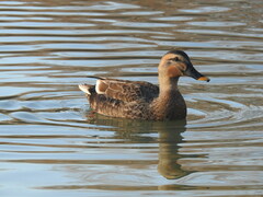 Anas platyrhynchos × zonorhyncha
