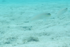 Valenciennea strigata