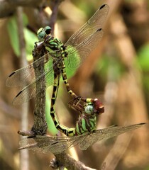 Paragomphus
