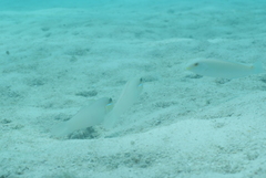 Valenciennea strigata