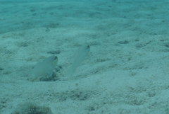 Valenciennea strigata