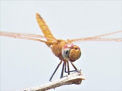 Urothemis
