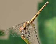 Trithemis