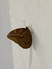 Opsiphanes boisduvallii