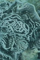 Lamellodysidea herbacea
