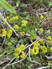 Chrysosplenium tetrandrum
