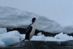 Leucocarbo bransfieldensis