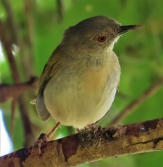 Camaroptera brachyura