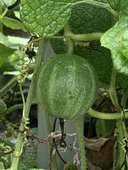 Trichosanthes scabra