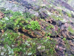 Syntrichia papillosa