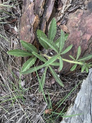 Cyphostemma