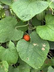 Trichosanthes scabra