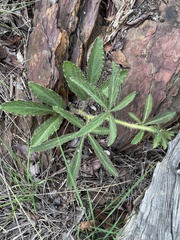Cyphostemma