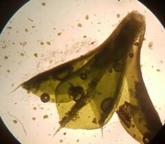 Syntrichia papillosa