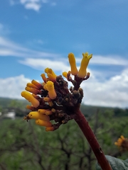 Palicourea rigida