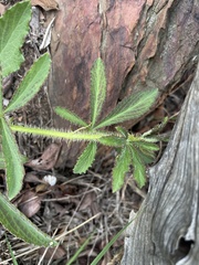 Cyphostemma