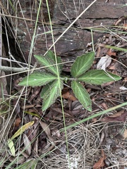 Cyphostemma