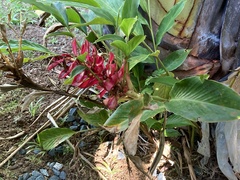 Alpinia purpurata