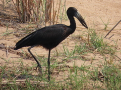 Anastomus lamelligerus