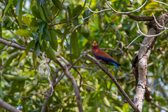 Eurystomus glaucurus