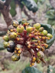 Palicourea rigida