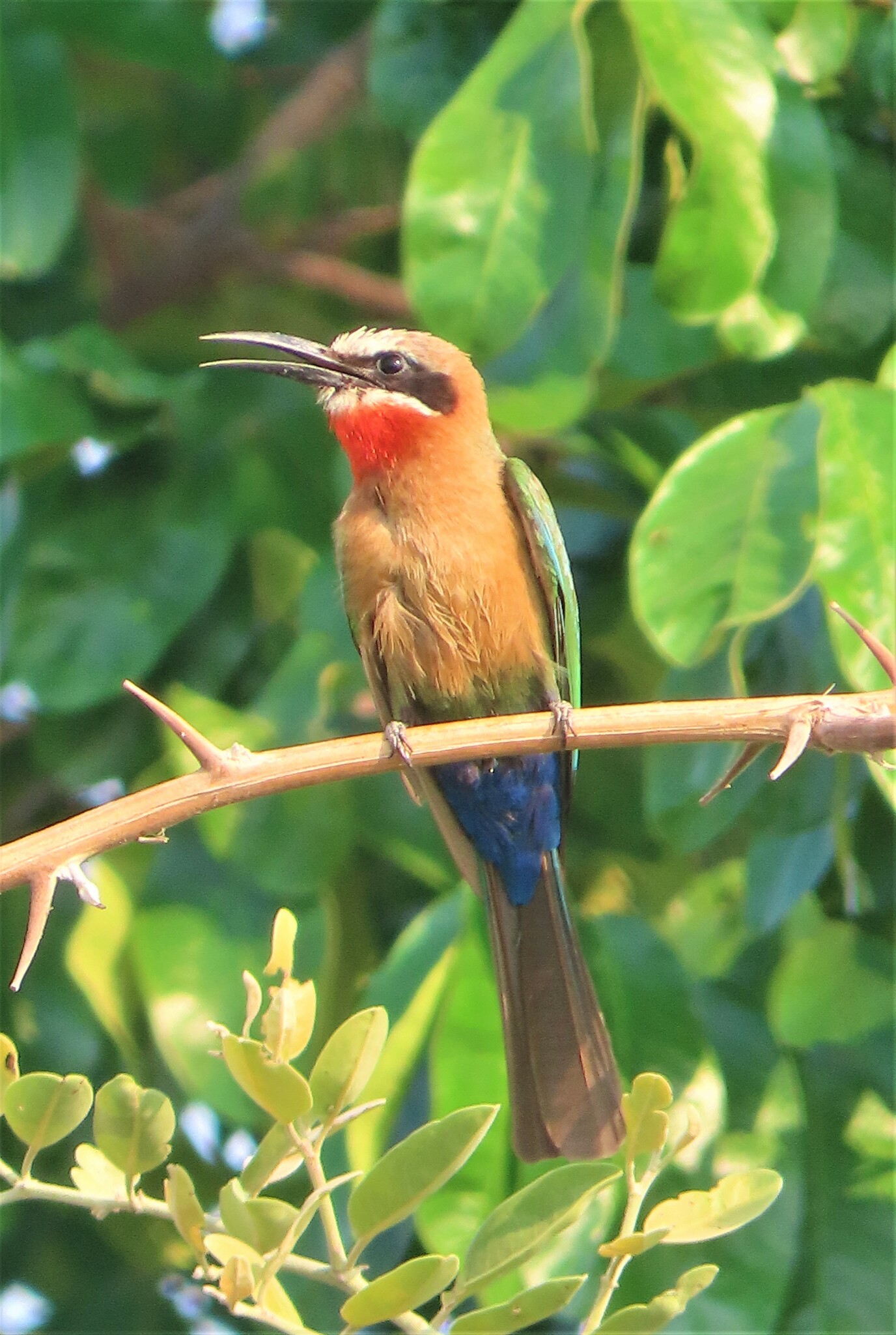 White-fronted Bee-eater illustration