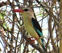 Halcyon albiventris
