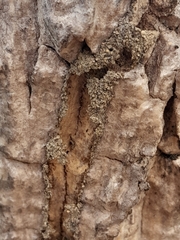 Palicourea rigida