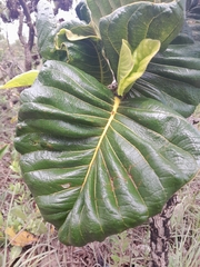 Palicourea rigida