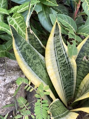Sansevieria trifasciata