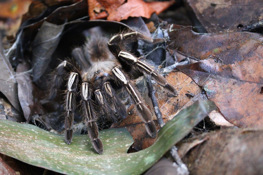 skeleton tarantula