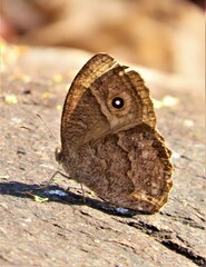 Bicyclus safitza