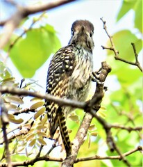 Chloropicus fuscescens