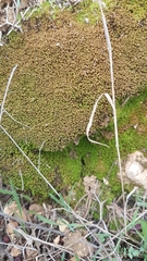 Ptychostomum imbricatulum