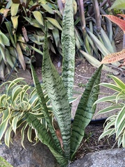 Sansevieria trifasciata