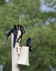 Phoeniculus purpureus marwitzi