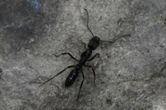 Neoponera aenescens