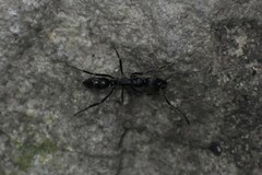 Neoponera aenescens
